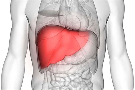 Enlarged Spleen: What Causes an Enlarged Spleen?