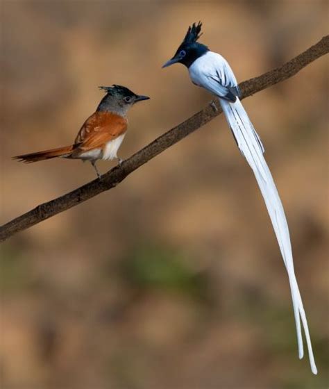 Indian paradise flycatcher - Alchetron, the free social encyclopedia