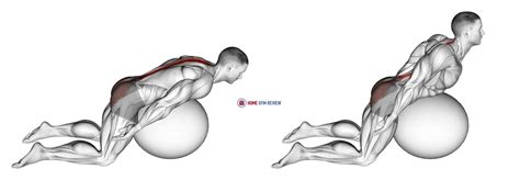 Exercise Ball Back Extension With Arms Extended - Home Gym Review