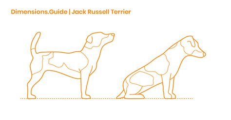 Jack Russell Terrier Dimensions & Drawings | Dimensions.Guide