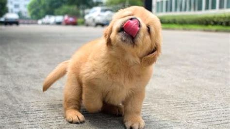 Funniest & Cutest Golden Retriever Puppies #13- Funny Puppy Videos 2020 - Dogs Experts