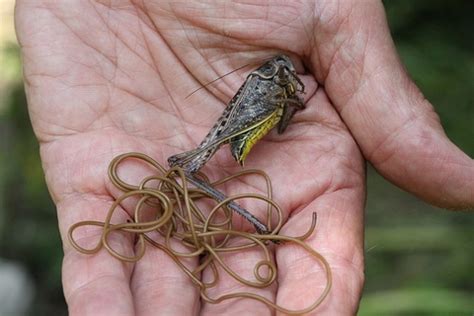 Horsehair worm | The Wildlife Trusts