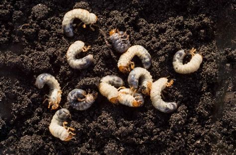 Can Nematodes Save your Lawn? Leatherjackets & Chafer Grubs - Garden Lawncare Guy