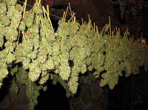 File:Drying Cannabis Buds.jpg - Wikimedia Commons