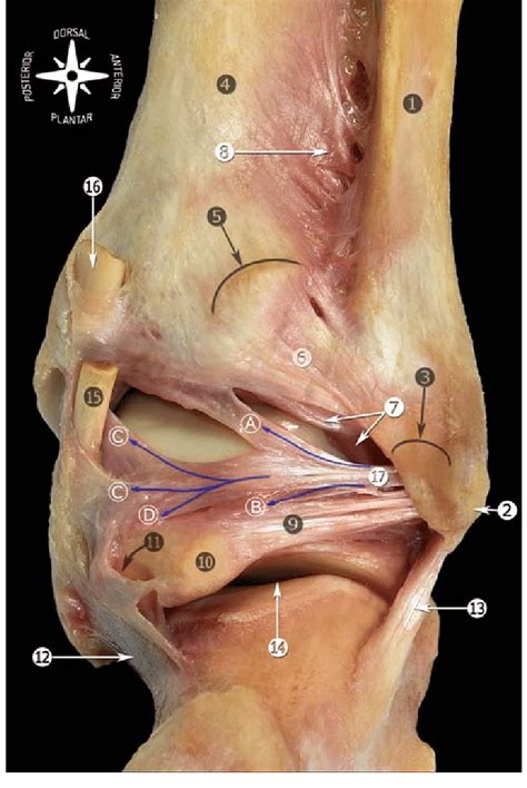 Posterior view of the anatomic dissection of the ankle ligaments ...