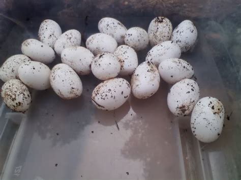 How Big Are Garden Snake Eggs - 'Snake Eggs' Discovered in School Sand ...