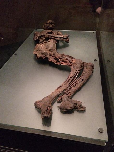 TIL about bog bodies. A bog body is a human cadaver that has been ...