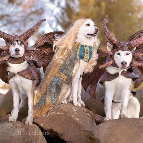 Disparità Tappeto Conciso husky halloween costumes for dogs Gallina ...