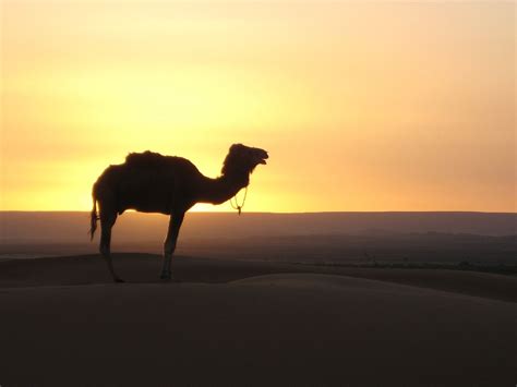 Free photo: Desert, Camel, Morocco - Free Image on Pixabay - 242486