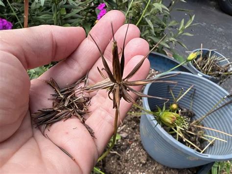 How to Save Cosmos Seeds: Easy Way to Harvest for Next Year's Garden - Single Girl's DIY