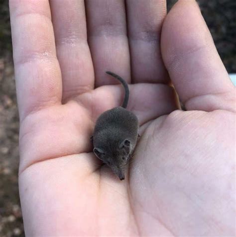 Worlds Smallest Animal Species