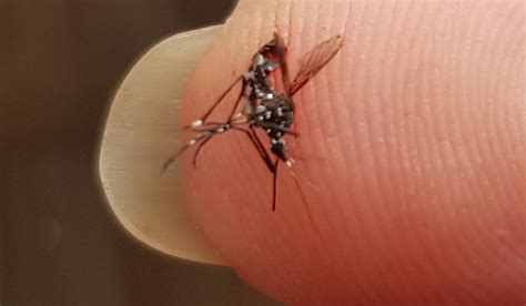 Asian Tiger Mosquito bite