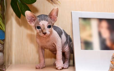 10 Reasons Why do cats have Bald spots Patches? Treatment » Pets Kor