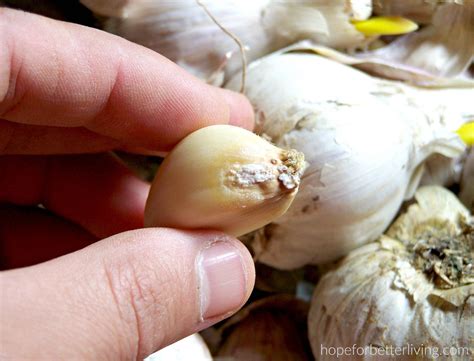 Want to preserve home-grown garlic until fall? Submerging it in a bit ...