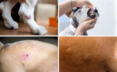 Canine Pores and skin Most cancers: 4 Widespread Sorts, Causes, Indicators, Therapy & Extra ...