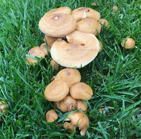 Mushrooms in Lawn? How to Manage the Fungus Among Us » The Money Pit