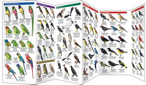 Panama Birds - Pocket Guide