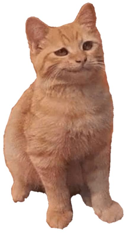 Here is a smug cat png : r/MemeTemplatesOfficial