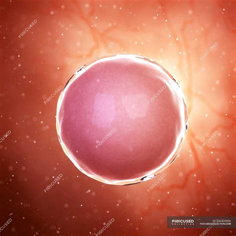 Illustration of fertilized human egg cell. — Microscopic, fertility - Stock Photo | #236805896