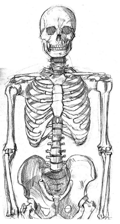 Realistic Skeleton Drawing at GetDrawings | Free download
