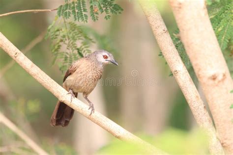 Bushbuck Hiding from Predators on Savanna Stock Photo - Image of predation, ghana: 21628266