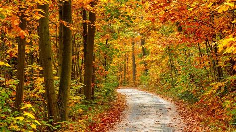 Autumn Forest Landscape Road HD Wallpaper - WallpaperFX