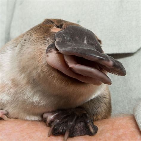 A cute smiling #platypus for you all. Like and follow for more platypuses | Cute animals, Weird ...