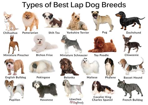 List of Best Lap Dog Breeds with Pictures | 101DogBreeds.com