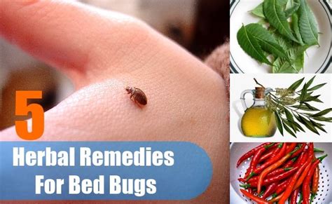 Top 5 Herbal Remedies for Bed Bugs - How To Get Rid Of Bed Bugs | Home Remedies | Herbal ...