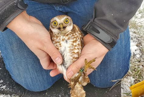 Burrowing owls returning to Thompson Okanagan nests after migration to ...