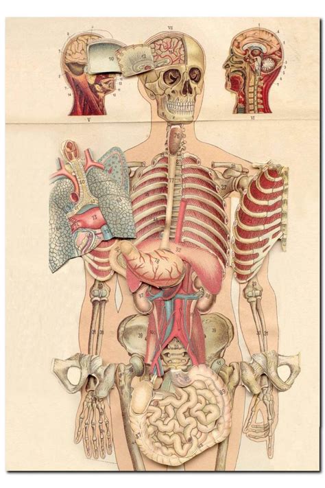 Cakatablo Ahşap Tablo Iç Organlar Insan Anatomisi Görseli (35x50 Cm ...