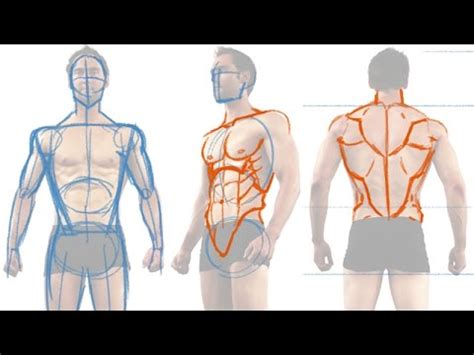 How to Draw the Male Figure and Torso Muscles - YouTube