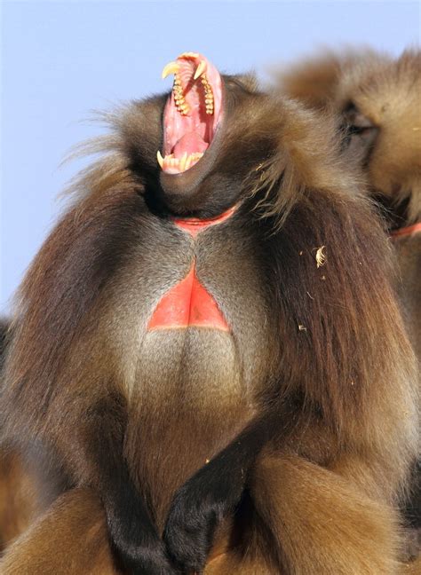 The Geladas of Ethiopia - Rockjumper Birding Tours - Worldwide Bird Tours