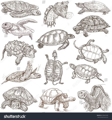 Turtles (Tortoises) - Collection Of An Hand Drawn Illustrations. Description - Full Sized Hand ...