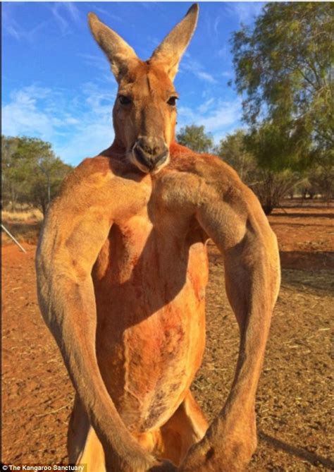 Roger the musclebound kangaroo is back and it looks like he’s been hitting the weights | Daily ...