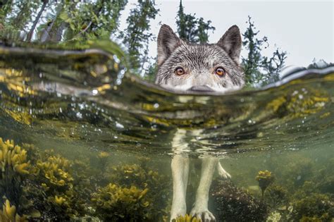 Las mejores fotografías de National Geographic del 2015