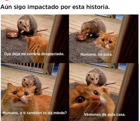 Pin de Armando en de riza | Humor divertido sobre animales, Memes ...