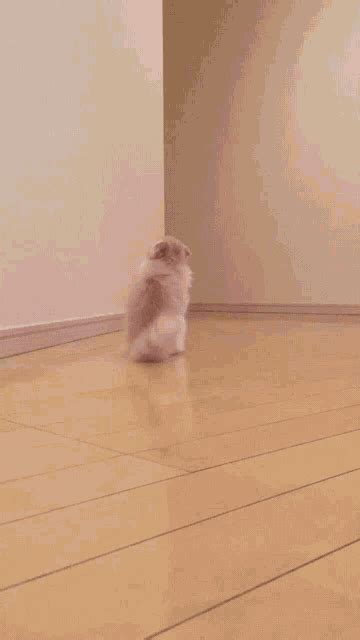 Cat Walking GIF - Cat Walking - Discover & Share GIFs