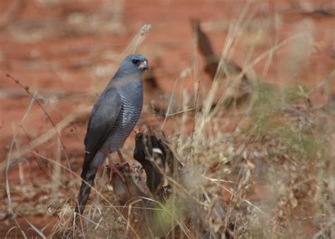 Gabar Goshawk | The Peregrine Fund