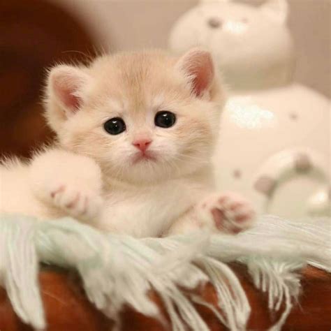 20 chatons trop mignons qui vont vous donner envie de caresser votre ...