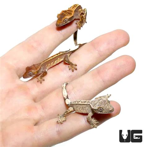 Geckos For Sale - Underground Reptiles