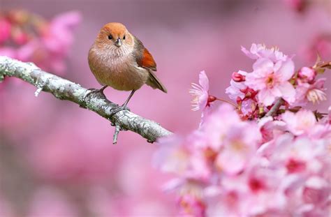 Spring Birds and Flowers Wallpapers and Backgrounds 4K, HD, Dual Screen