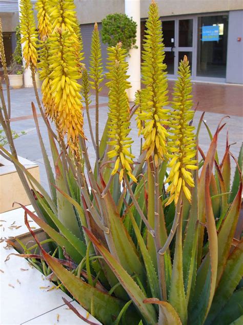 Aloe vera is a stemless or very short-stemmed succulent plant growing up to 40 inches (1 m) tall ...