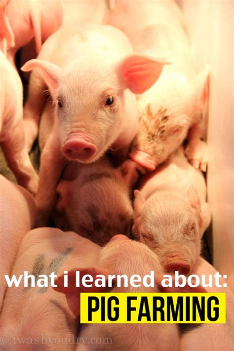 What I Learned About Pig Farming | I Wash You Dry