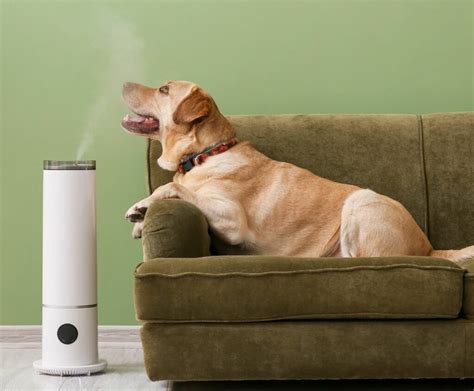 Best Air Purifier For Dogs | africanchessconfederation.com