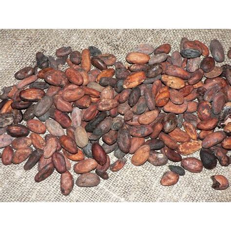 High Quality Organic Raw Cocoa Beans With Oem Services 24 Months Shelf ...