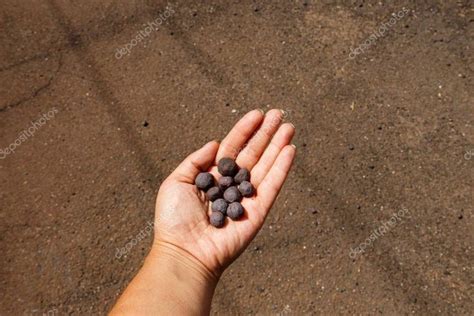 Iron ore taconite pellets in human hand - Stock Photo , #ad, #taconite, #pellets, #Iron, #ore #AD