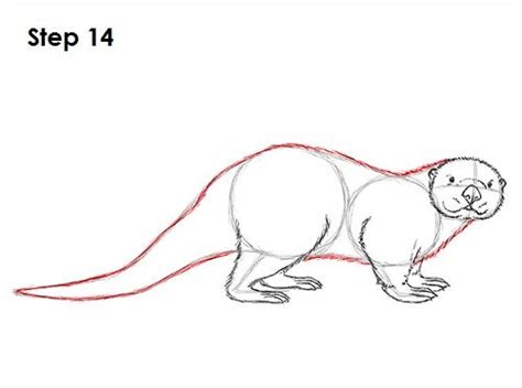 How to Draw an Otter | Otters, Otter illustration, Otter art