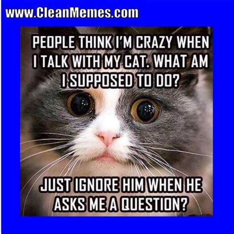 Pin by Clean Memes on Clean Memes | Cat memes clean, Warrior cat memes, Funny cat memes