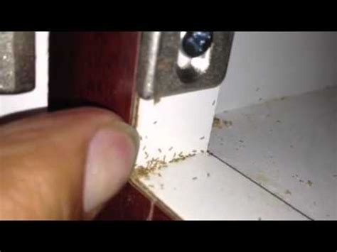 Mites in the pantry - YouTube